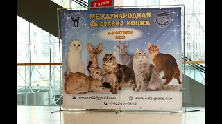 "Международная выставка кошек "Осенний вернисаж - 2023". УРОФО "Грация"