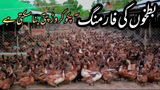 Amazing Ducks Farming in urdu|Become Millionaire in a year|facts voice tv