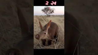 2024 Aardvark and 5000bce Aardvark Ilmythical dheeraj 2.0 #shortvideo