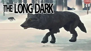 Выживание The Long Dark Сезон 2 #14 Порасплодилось волков