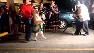 Dancing Merengue Dog