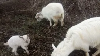 козочки на пастбище, война продолжается, беда в моем хозяйстве😭😭😭😭