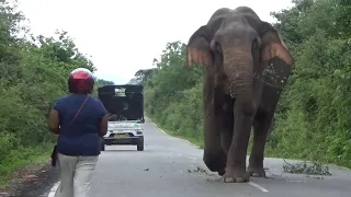 A wild elephant was fed by a fearless woman.#elephant