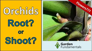 Root Or flower Stem? 😃😞😃 An Easy Way to Tell The Difference on an Orchid.