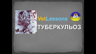 VetLessons ТУБЕРКУЛЕЗ