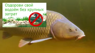 Как почистить водоём?