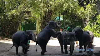 Safari World Bangkok, Thailand. elephant show in November 2018. Must see in Bangkok