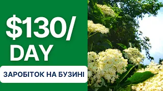 Заробіток на бузині в селі. Та бонусом рецепт бузинового квасу.