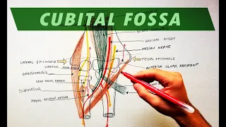 Cubital Fossa | Borders & Contents | Anatomy Tutorial