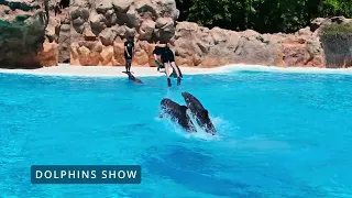 Loro Parque Shows |All Shows | Orca, Dolphin, Sea Lion & Parrot Show at Loro Park
