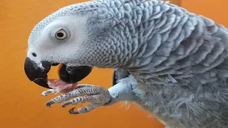 Попугай матершинник гоняет кота Попугай матерится на кота  Gray parrot swears at the cat