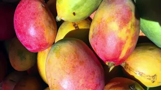 Mango Farming -  How to maximize production and profits, Mangoes best farming practices
