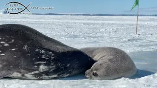 👀 A baby Weddell seal with a lot of questionsWhy are you looking at the camera whenever embarrassed🤣