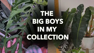 🌸 The BIGGEST PLANTS in my collection! 🌸 │HUGE PLANTS! 💚