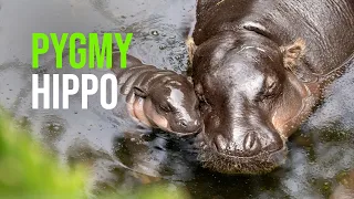 Hippo-horray – Pygmy Hippo Calf Born at Taronga Zoo
