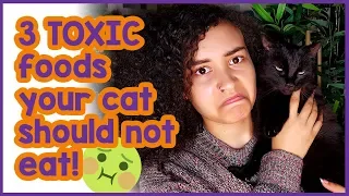 3 Cat Killer Foods! Toxic foods cats should avoid at all costs!