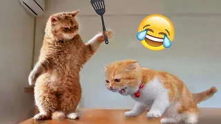 Hilarious Dogs and Catss 😻🐶 Funniest Animals 2023 🤣 Part 5