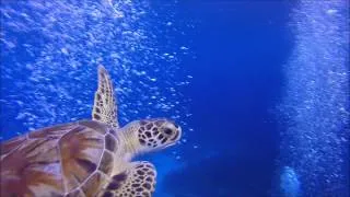 Baby Sea Turtle in Bonaire