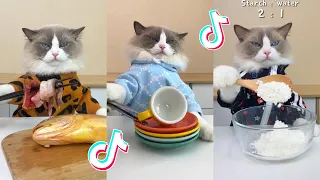 That Little Puff | Cats Make Food 😻 | Kitty God & Others | TikTok 2024 #35