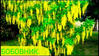 Цветущие кустарники.