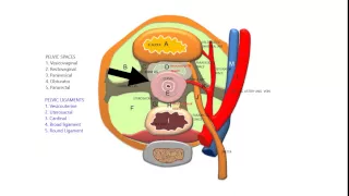 PELVIC SPACES