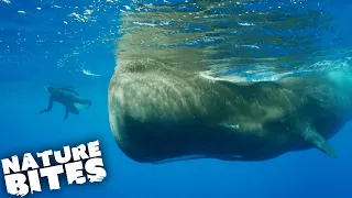 Swimming with Sperm Whales: Searching for a "True Sea Monster" | Nature Bites