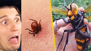 Paluten REAGIERT auf Die 10 gefährlichsten Insekten der Welt