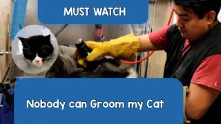 How to groom a Aggressive, Matted  Long hair Cat / Dog / Cat Grooming in Queens NY