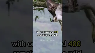 THE PHILIPPINE EAGLE