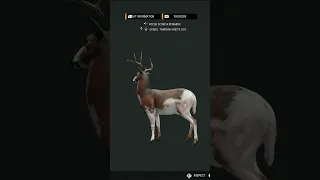 Gold 🟡 PIEBALD Swamp 🦌 Whitetail! - theHunter: Call of the Wild #shorts