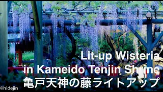 亀戸天神の藤ライトアップ - Lit up Wisteria in Kameido Tenjin Shrine