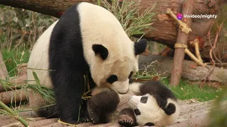 Discover the Amazing World of Giant Pandas! 🐼 | Wildlife Wonders for Kids