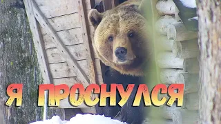 Вот такой выход из 20дневной спячки🐻🐾