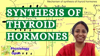 Thyroid hormone synthesis physiology  | Endocrine system physiology mbbs 1st year lecture