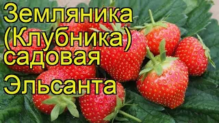 Земляника садовая Эльсанта. Краткий обзор, описание характеристик fragaria ananassa Elsanta