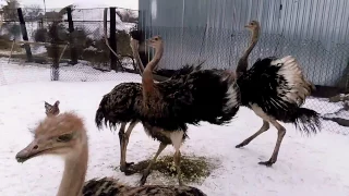 Страусы и их танцы /  Ostriches and their dances