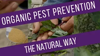Pest prevention - reduce damage on different vegetables, through understanding the pests