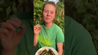 How we make wild Syrian grape leaves! #growyourownfood #foraging #offgridliving