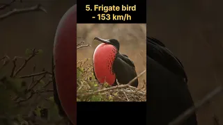 Top 5 fastest birds in the world #shorts #viral #facts #top5