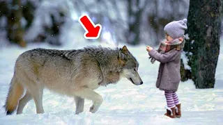 Little Girl Embraced This Pregnant She-wolf, Then Something Unbelievable Happened!