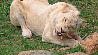 The White Lions King | African wildlife डॉक्यूमेंट्री | Wildlife documentary in Hindi