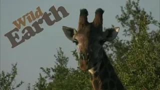 WildEarth - Sunrise Safari - 01 June 2020