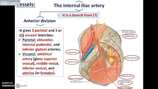 Overview of Pelvis (3) - Vessels of Pelvis - Dr.Ahmed Farid