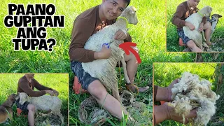 PAANO GUPITAN ANG TUPA? || SHEEP SHEARING