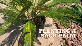 Planting a Sago Palm for Optimal Growth