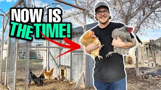 8 Reasons EVERYONE Should Get Chickens RIGHT NOW!
