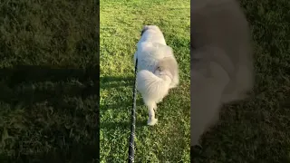 The Great Pyrenees jiggle ~