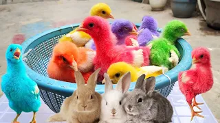 Catch Cute Chickens, Colorful Chickens, Rabbits, Cat, Goose, Duck, Betta Fish, Animal Cute #29