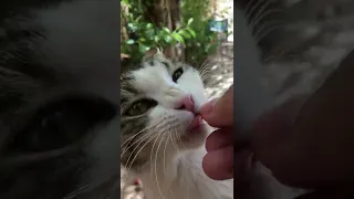 Satisfying Yummy ASMR 😻🔊🤌🍗 Cute Stray Cat Eating Chicken In My Hand #Shorts