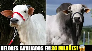 TOP 3 animais NELORE MAIS VALORIZADOS de TODOS os TEMPOS! #fazendaeboi